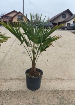 Palmier Trachycarpus Fortunei 60-90cm (ghiveci)
