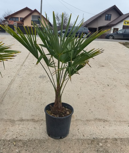 Palmier Trachycarpus Fortunei 60-90cm (ghiveci) Palmier Trachycarpus Fortunei 60-90cm (ghiveci)