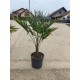 Palmier Trachycarpus Fortunei 60-90cm (ghiveci) Palmier Trachycarpus Fortunei 60-90cm (ghiveci)