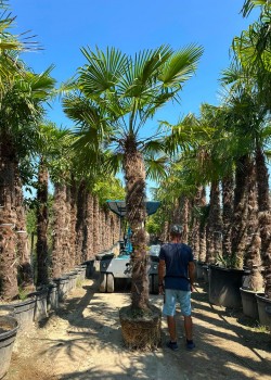Palmier Trachycarpus Fortunei balot 3-5 m
