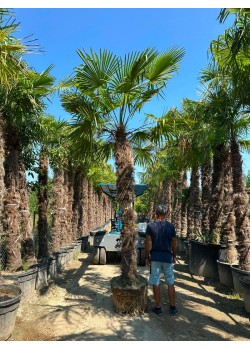 Palmier Trachycarpus Fortunei balot 3-5 m