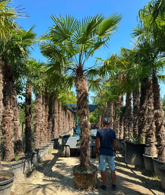 Palmier Trachycarpus Fortunei balot 3-5 m