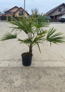 Palmier Trachycarpus Fortunei 60-90cm (ghiveci) Palmier Trachycarpus Fortunei 60-90cm (ghiveci)