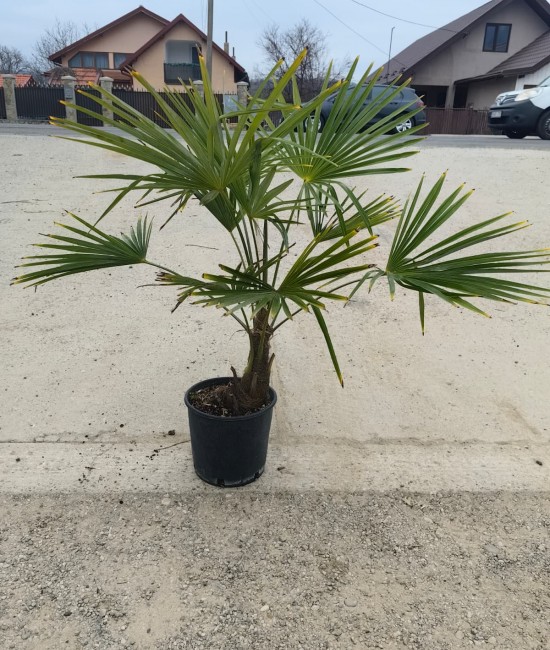 Palmier Trachycarpus Fortunei 60-90cm (ghiveci) Palmier Trachycarpus Fortunei 60-90cm (ghiveci)
