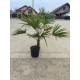 Palmier Trachycarpus Fortunei 60-90cm (ghiveci) Palmier Trachycarpus Fortunei 60-90cm (ghiveci)
