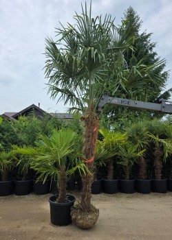 Palmier rezistent la frig Trachycarpus fortunei 2-3m (balot)