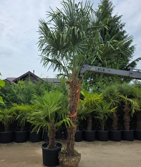 Palmier rezistent la frig Trachycarpus fortunei 2-3m (balot)
