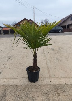 Palmier Trachycarpus Fortunei 1.00-1.50m (ghiveci) Palmier Trachycarpus Fortunei 1.00-1.50m (ghiveci)