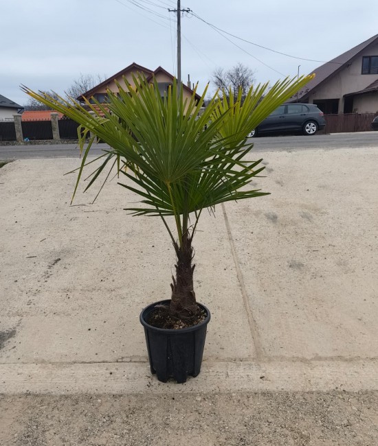 Palmier Trachycarpus Fortunei 1.00-1.50m (ghiveci) Palmier Trachycarpus Fortunei 1.00-1.50m (ghiveci)