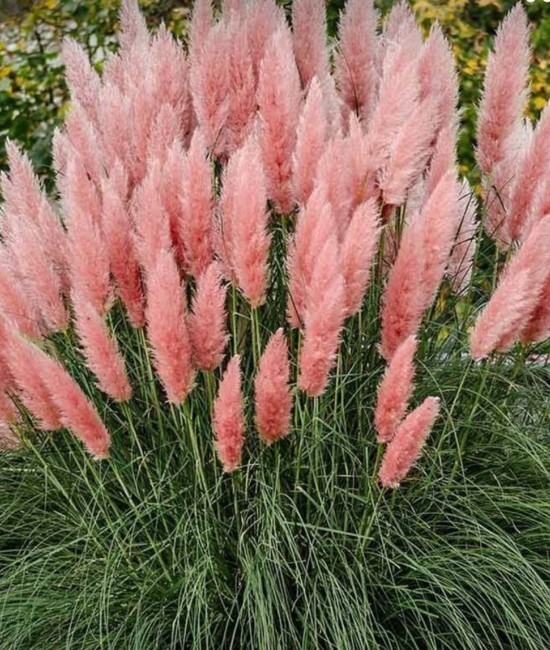 Iarba de pampas roz Iarba de pampas roz
