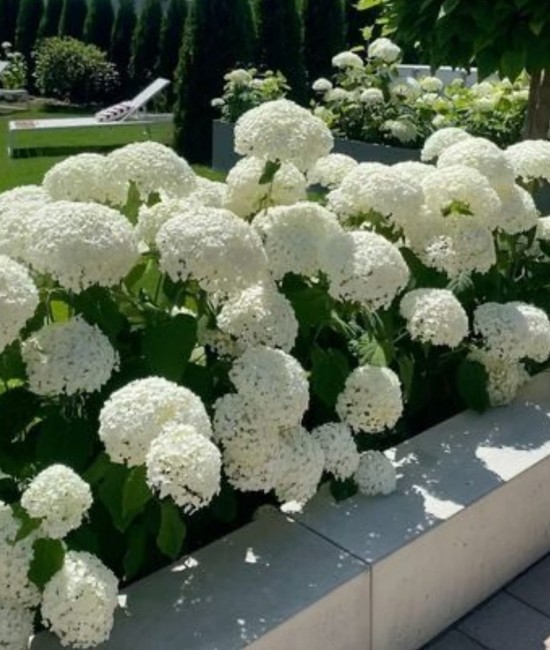 Hortensie Paniculata Annabelle 30-40cm (alveola) Hortensie Paniculata Annabelle 30-40cm (alveola)