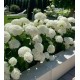Hortensie Paniculata Annabelle 30-40cm (alveola) Hortensie Paniculata Annabelle 30-40cm (alveola)