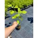 Hortensie Paniculata Annabelle 30-40cm (alveola) Hortensie Paniculata Annabelle 30-40cm (alveola)