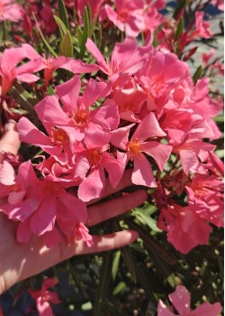 Leandru magenta 50-70cm (ghiveci)