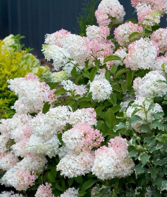 Hortensie Paniculata Phantom 20-30cm (alveola) Hortensie Paniculata Phantom 20-30cm (alveola)