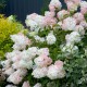 Hortensie Paniculata Phantom 20-30cm (alveola) Hortensie Paniculata Phantom 20-30cm (alveola)