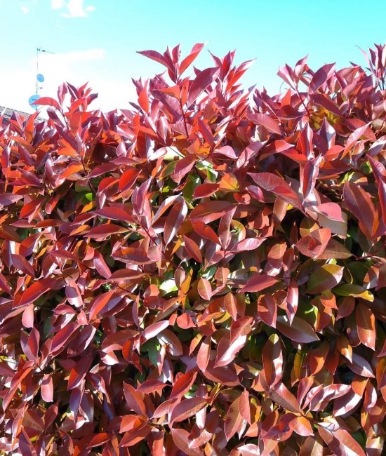 Photinia Red Robin 20-30 cm (ghiveci) Photinia Red Robin 20-30 cm (ghiveci)