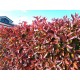 Photinia Red Robin 20-30 cm (ghiveci) Photinia Red Robin 20-30 cm (ghiveci)