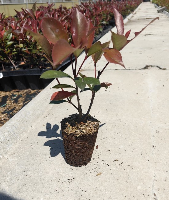 Photinia Red Robin 20-30 cm (ghiveci) Photinia Red Robin 20-30 cm (ghiveci)