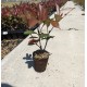 Photinia Red Robin 20-30 cm (ghiveci) Photinia Red Robin 20-30 cm (ghiveci)