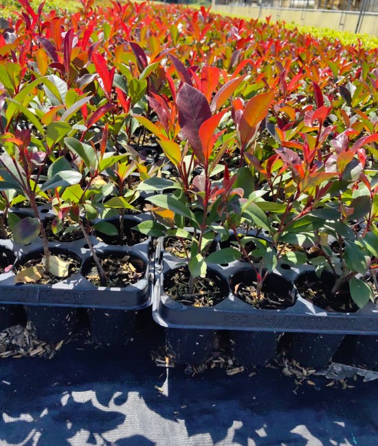 Photinia Red Robin 20-30 cm (ghiveci) Photinia Red Robin 20-30 cm (ghiveci)