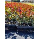 Photinia Red Robin 20-30 cm (ghiveci) Photinia Red Robin 20-30 cm (ghiveci)