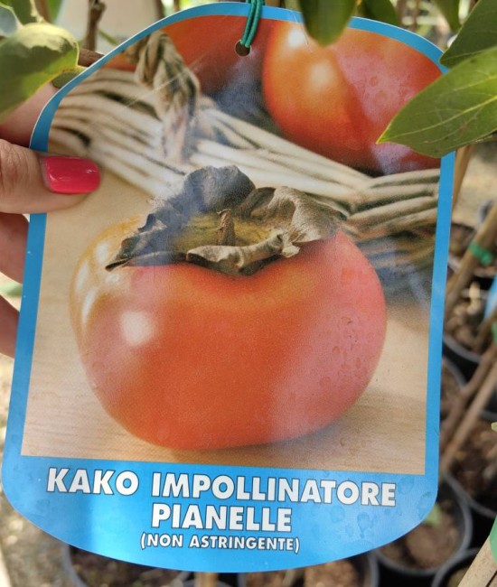 Kaki impollinatore pianolle la ghiveci Kaki impollinatore pianolle la ghiveci