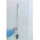 Platan 60 -100 cm Platan 60 -100 cm
