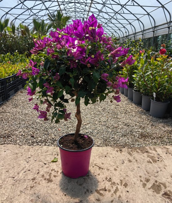 Bougainvillea(Floare de hartie) Pomisor 40-60cm (ghiveci) Bougainvillea(Floare de hartie) Pomisor 40-60cm (ghiveci)