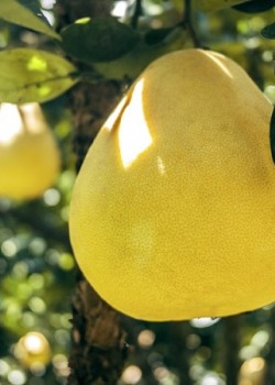 Pomelo 50-70cm (ghiveci)