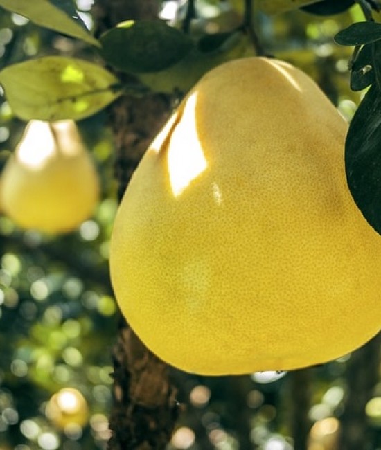 Pomelo 50-70cm (ghiveci)