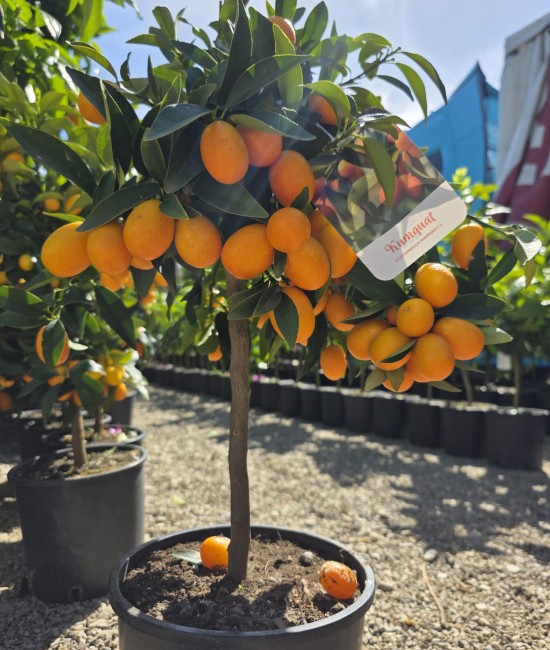Kumquat 40-60cm (ghiveci) Kumquat 40-60cm (ghiveci)