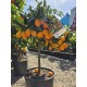 Kumquat 40-60cm (ghiveci) Kumquat 40-60cm (ghiveci)