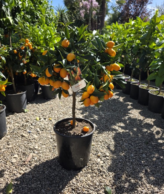 Kumquat 40-60cm (ghiveci) Kumquat 40-60cm (ghiveci)