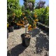 Kumquat 40-60cm (ghiveci) Kumquat 40-60cm (ghiveci)