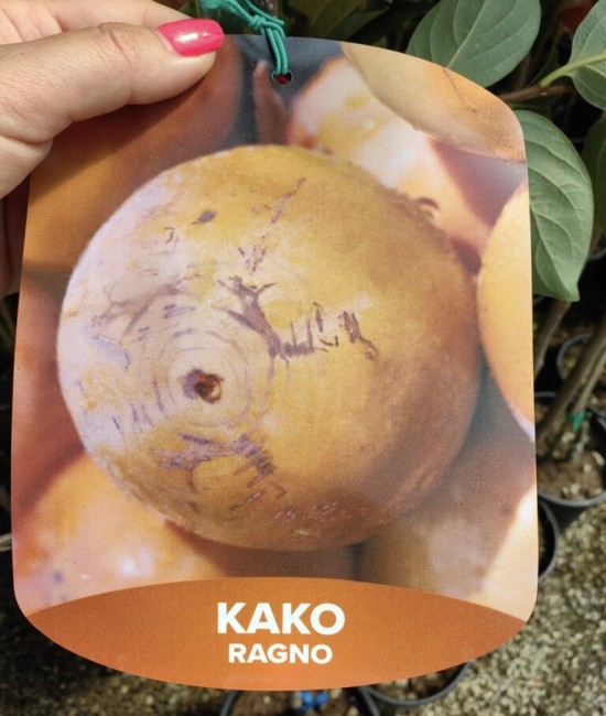 Kaki Ragno la Ghiveci