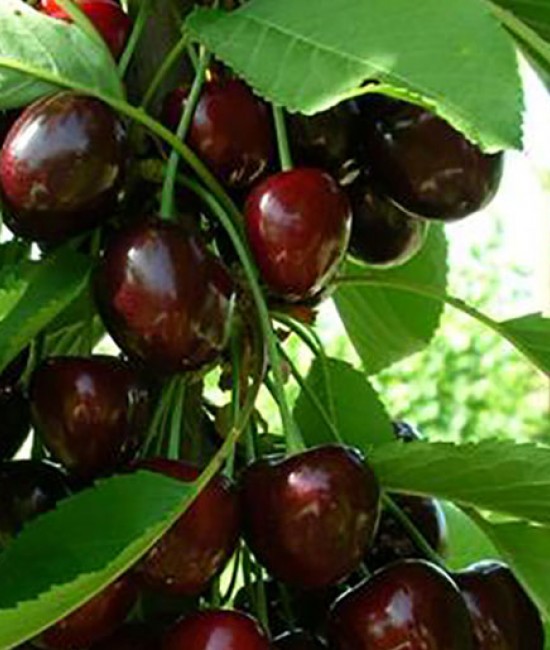 Cires Regina (radacina nuda) Cires Regina (radacina nuda)