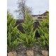 Chiparos Leylandi Gold Rider Balot 1.5-1.7m Chiparos Leylandi Gold Rider Balot 1.5-1.7m