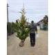 Chiparos Leylandi Gold Rider Balot 1.5-1.7m Chiparos Leylandi Gold Rider Balot 1.5-1.7m