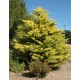 Chiparos Leylandi Gold Rider Balot 1.5-1.7m Chiparos Leylandi Gold Rider Balot 1.5-1.7m