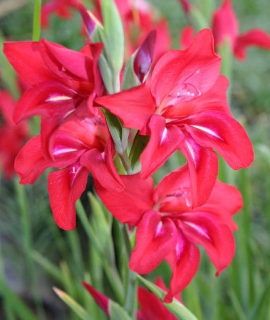 Pachet 3 bucati Gladiola Robinetta Pachet 3 bucati Gladiola Robinetta