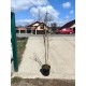 Rodiu Dente di Cavallo pe rod (ghiveci)