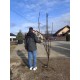 Smochin Brogiotto Bianco pe rod (radacina nuda) Smochin Brogiotto Bianco pe rod (radacina nuda)