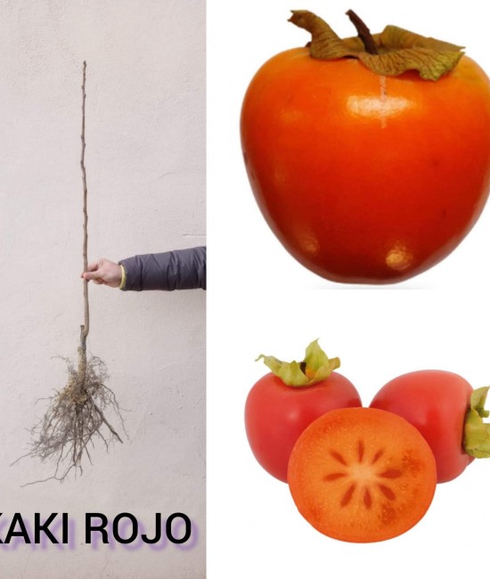Kaki Rojo (radacina nuda)