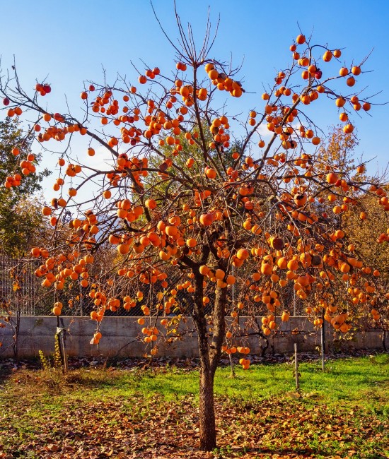 Kaki Rojo Briliante pe rod (radacina nuda) Kaki Rojo Briliante pe rod (radacina nuda)