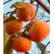 Kaki Rojo Brillante pe rod (ghiveci) Kaki Rojo Brillante pe rod (ghiveci)