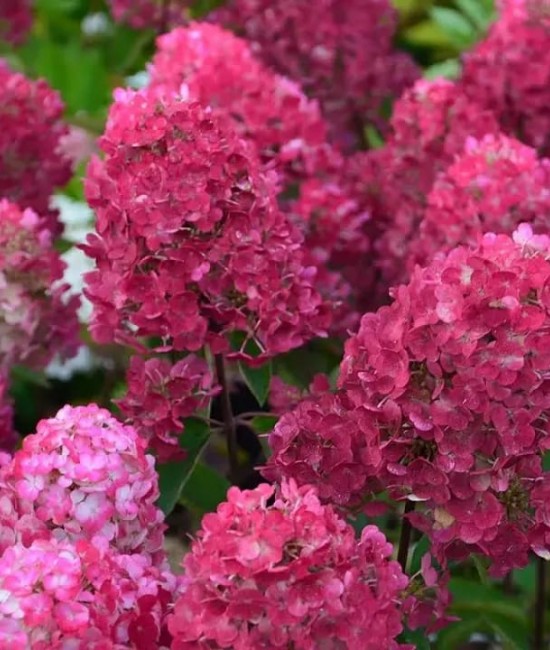 Hortensie paniculata Rosa 20-30cm (alveola) Hortensie paniculata Rosa 20-30cm (alveola)