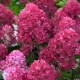 Hortensie paniculata Rosa 20-30cm (alveola) Hortensie paniculata Rosa 20-30cm (alveola)