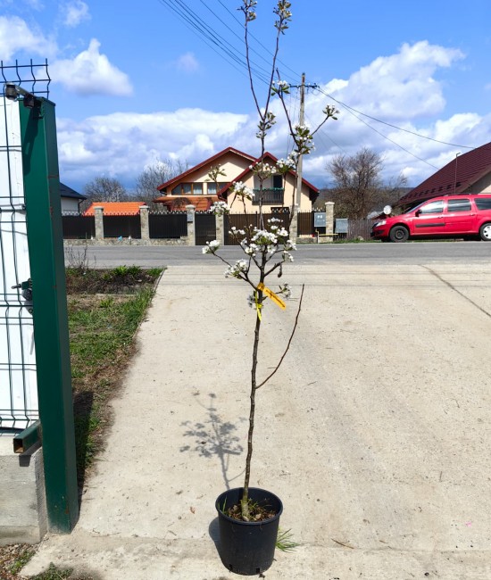 Par Williams Rosu pe rod (ghiveci)