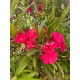 Leandru rosu dublu 50-70cm (ghiveci) Leandru rosu dublu 50-70cm (ghiveci)